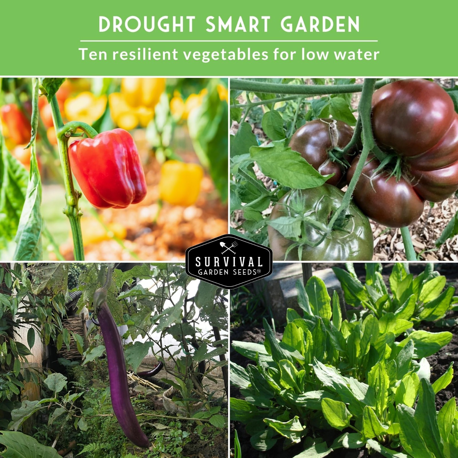 Drought & Heat Tolerant Vegetable Seeds – 10 Heirloom Non-GMO Varieties for Hot