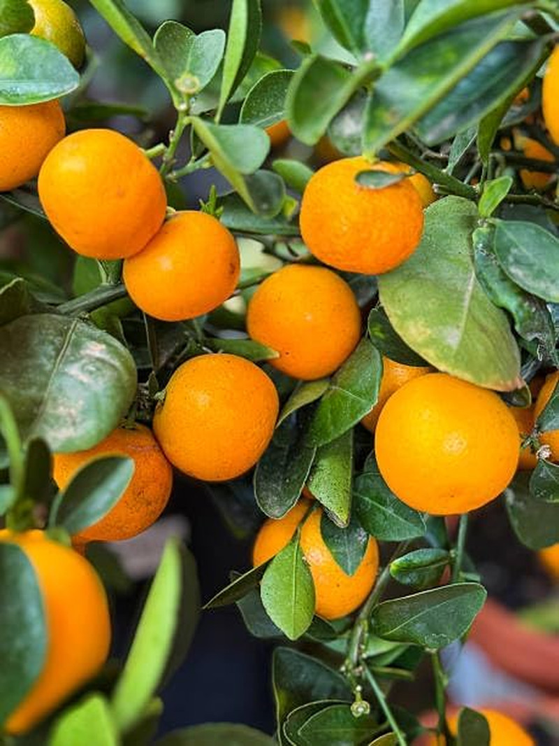 Mix Bonsai Fruit Seeds for Planting – 5 Variety Individual Packs: 40+ Lemon