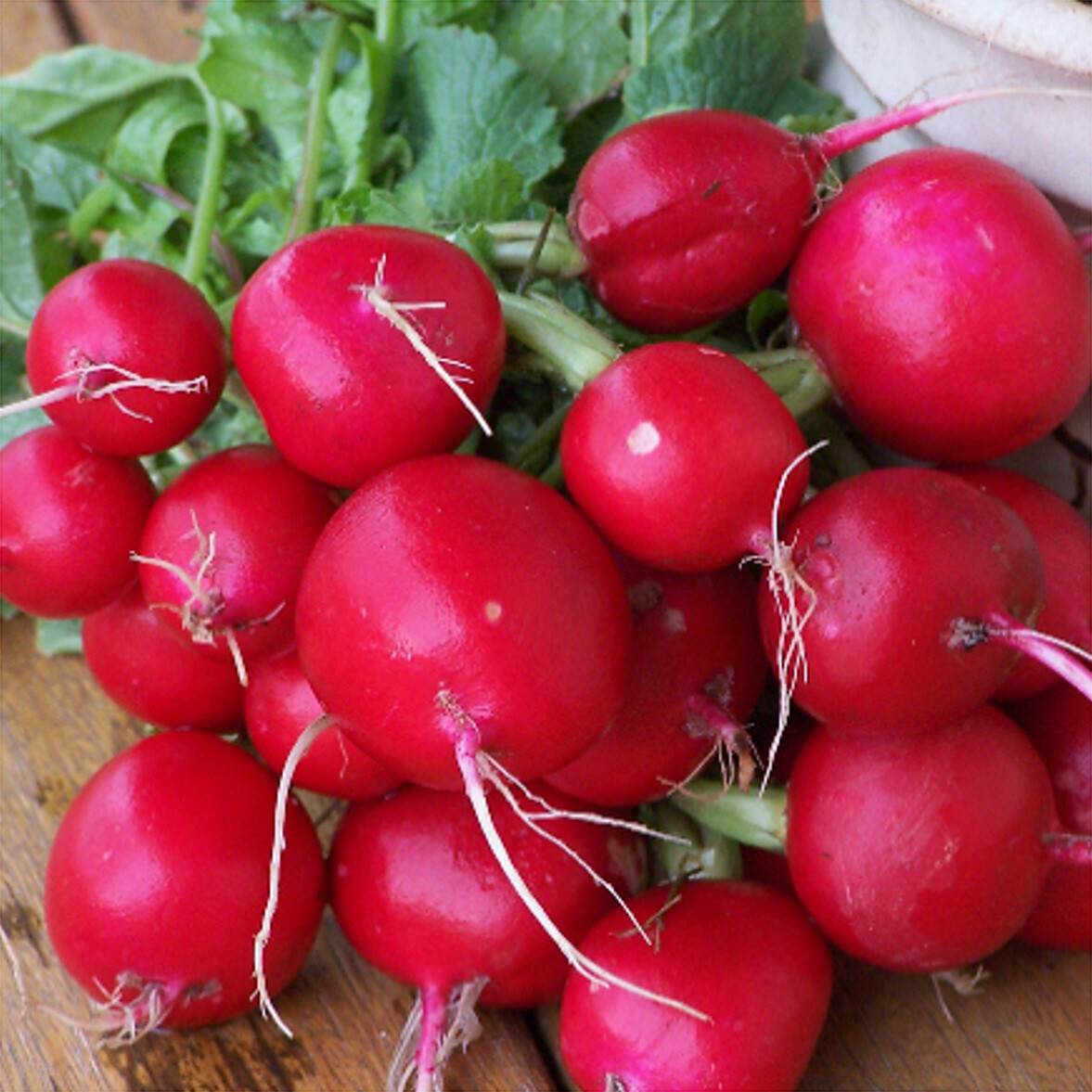 Champion Radish Seeds 200 Ct Heirloom Vegetable Garden NON-GMO USA FREE SHIPPING