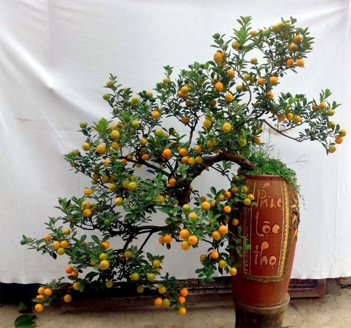 5 Seeds Tac Chua Viet Nam Hat Giong Cay Quay Kumquat Trai Tron Citrus Microcarpa