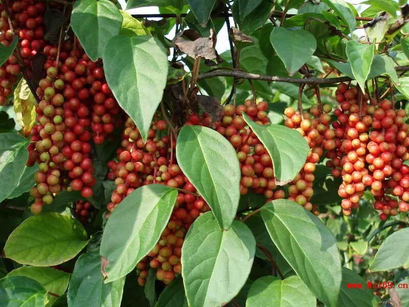 Chinese Magnolia, Schisandra chinensis, Vine Seeds
