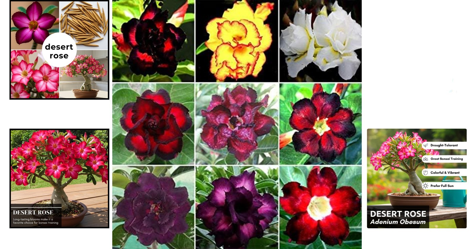 20 High-Quality Desert Rose Seeds for Vibrant Indoor or Outdoor Bonsai Growth