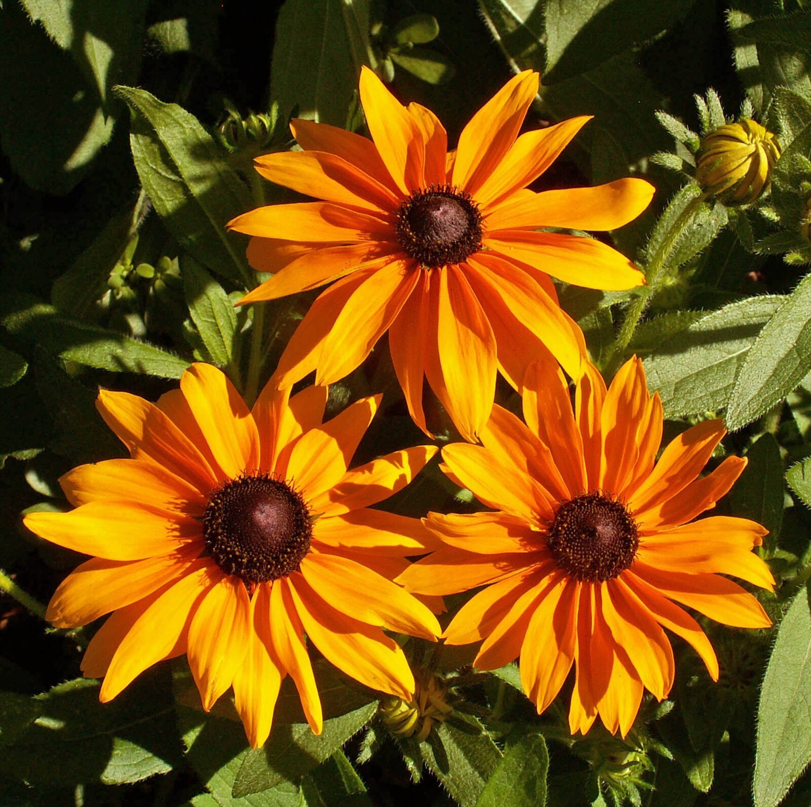 Rudbeckia Seeds – Marmalade – 25 Seeds, Non-GMO