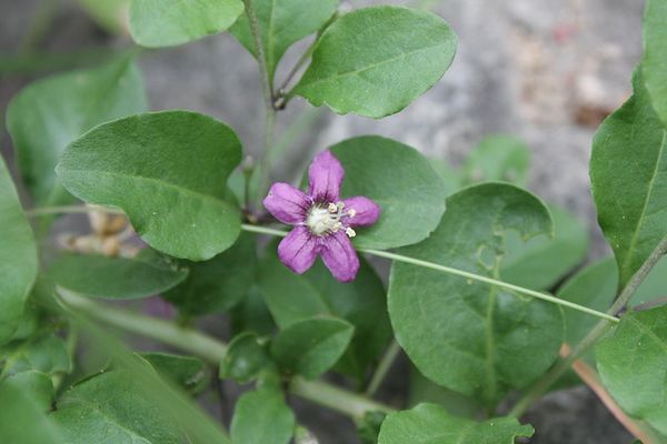Goji Berry, Lycium chinense, Shrub Seeds