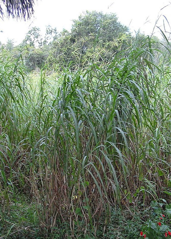 Cenchrus purpureum | Elephant Grass | 10 Seeds