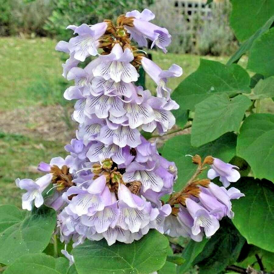20 FORTUNE’S EMPRESS TREE SEEDS – Paulownia fortunei