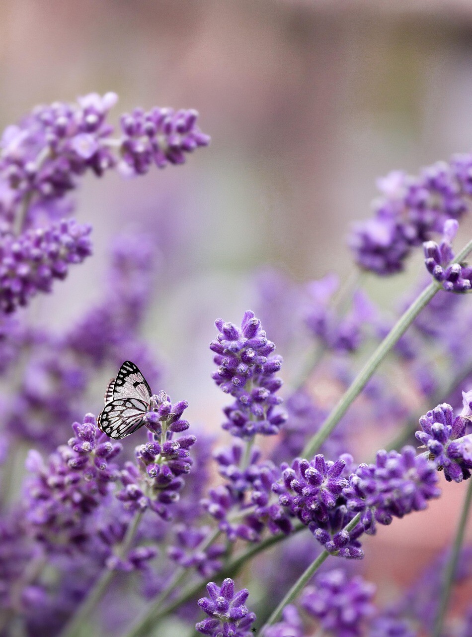 1200+ LAVENDER VERA SEEDS, MOSQUITO INSECT REPELLENT, PERENNIAL FLOWER