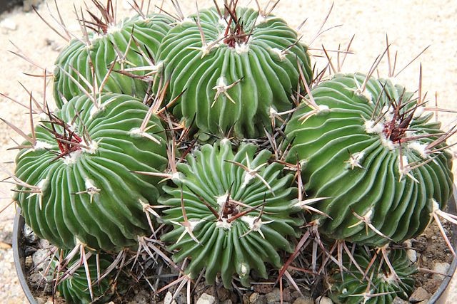 Echinofossulocactus Zacatecasensis 5 Seeds Free Shipping!