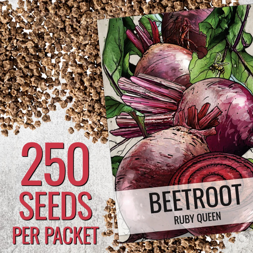 Ruby Queen Beet Seeds For Planting (Beta vulgaris)