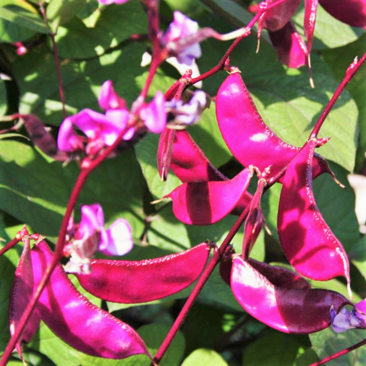Purple Moon Hyacinth Bean Seeds (Pole) | Lablab Purpureus Dolichos Tonga 2024