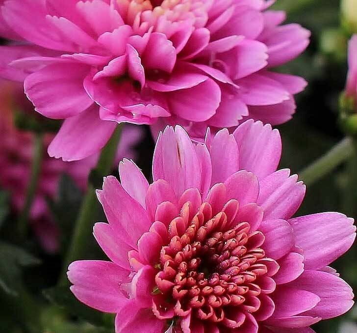 Callistephus chinensis | Dwarf Milady | China Aster | 20_Seeds