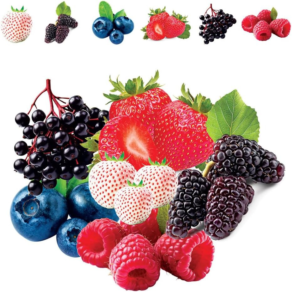 Fruit Garden Seeds Kit – Elderberry, Blueberry, Raspberry, Strawberry, Mulberry