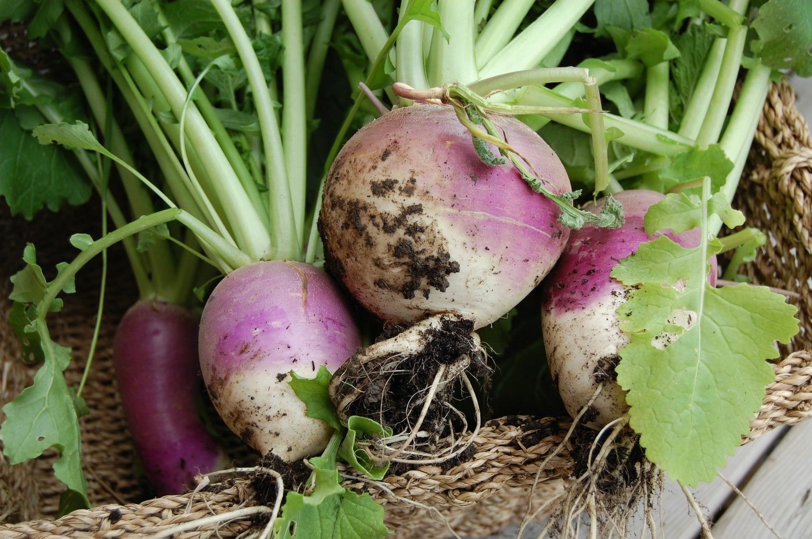 Purple Top White Globe Turnip Seeds, 1 Ounce, NON-GMO, FREE SHIPPING