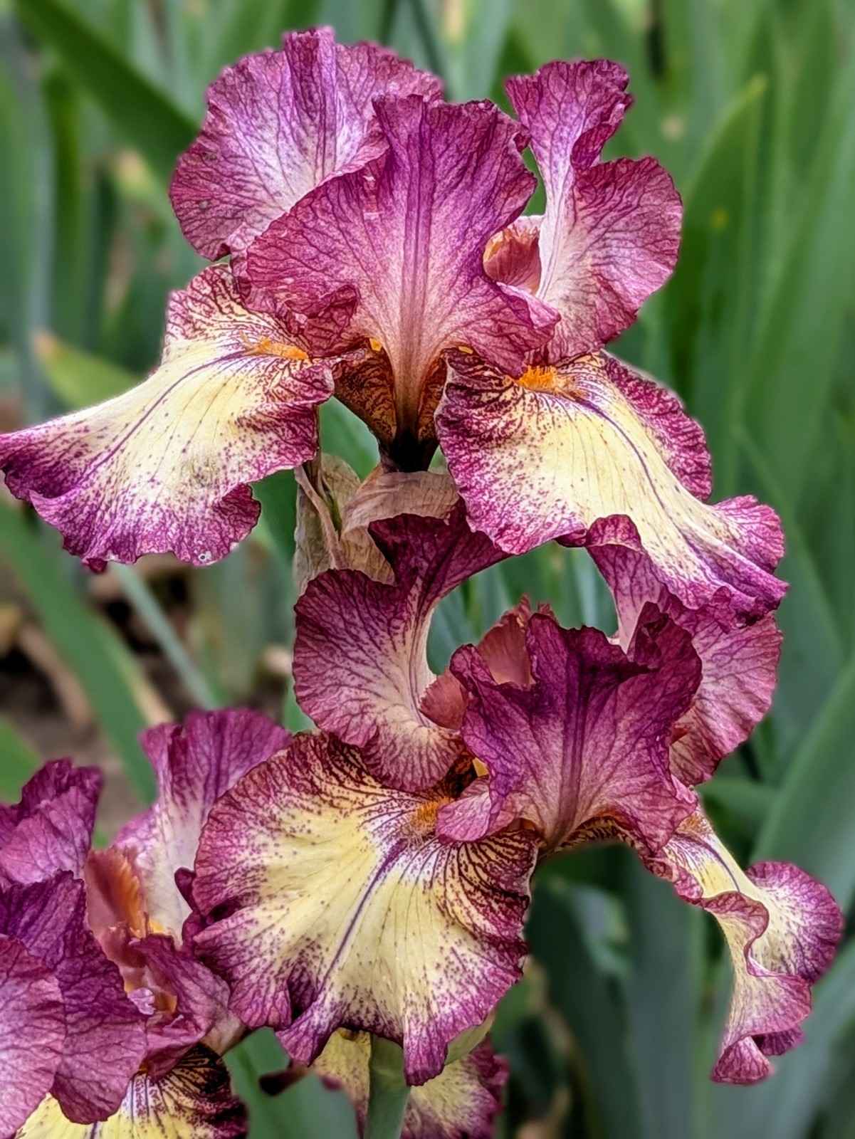 ‘Innocent Star’ TB Bearded Iris Rhizome PRE-SALE to Ship Aug/Sept