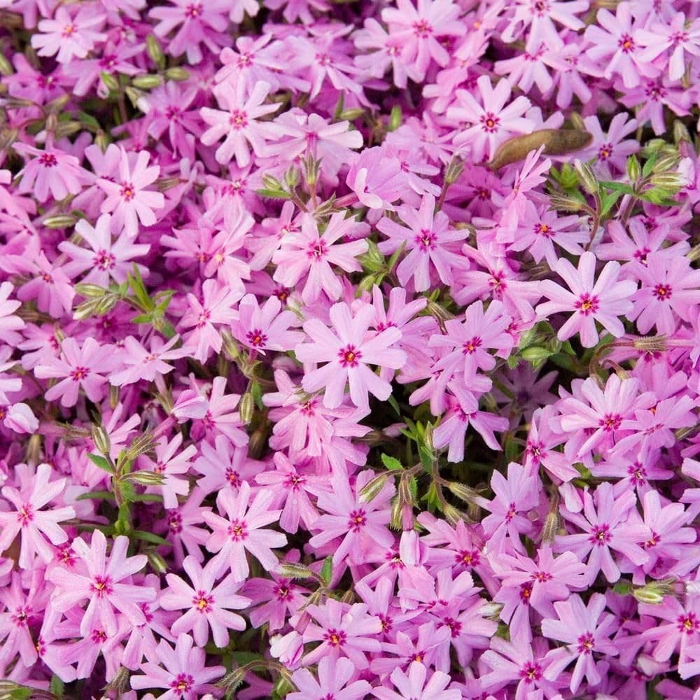 1100+ Annual Phlox Beauty Mix Seeds for Planting Outdoor-Creeping Phlox Ground C