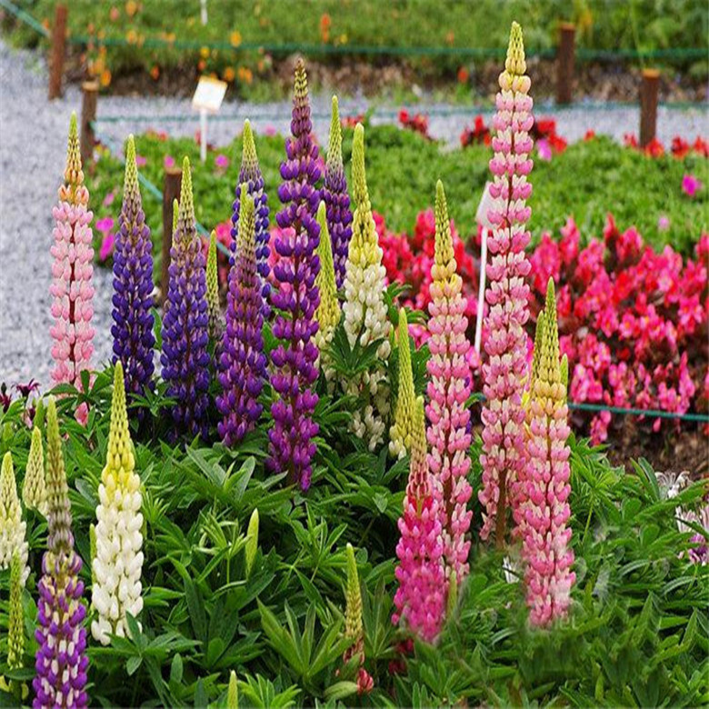20 EXOTIC rare LUPINE SEEDS for garden flower beds plant bush USA SELLER USPS