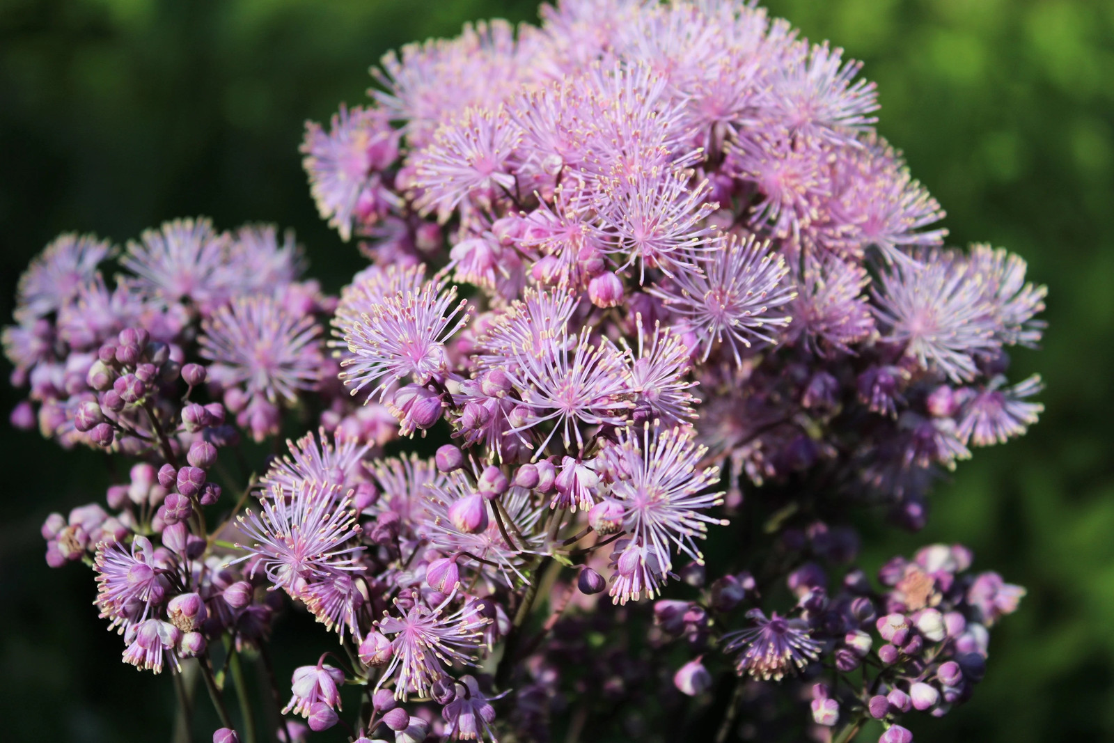 5 COLUMBINE MEADOW RUE Thalictrum Aquilegifolium Purple Pink Flower Seeds