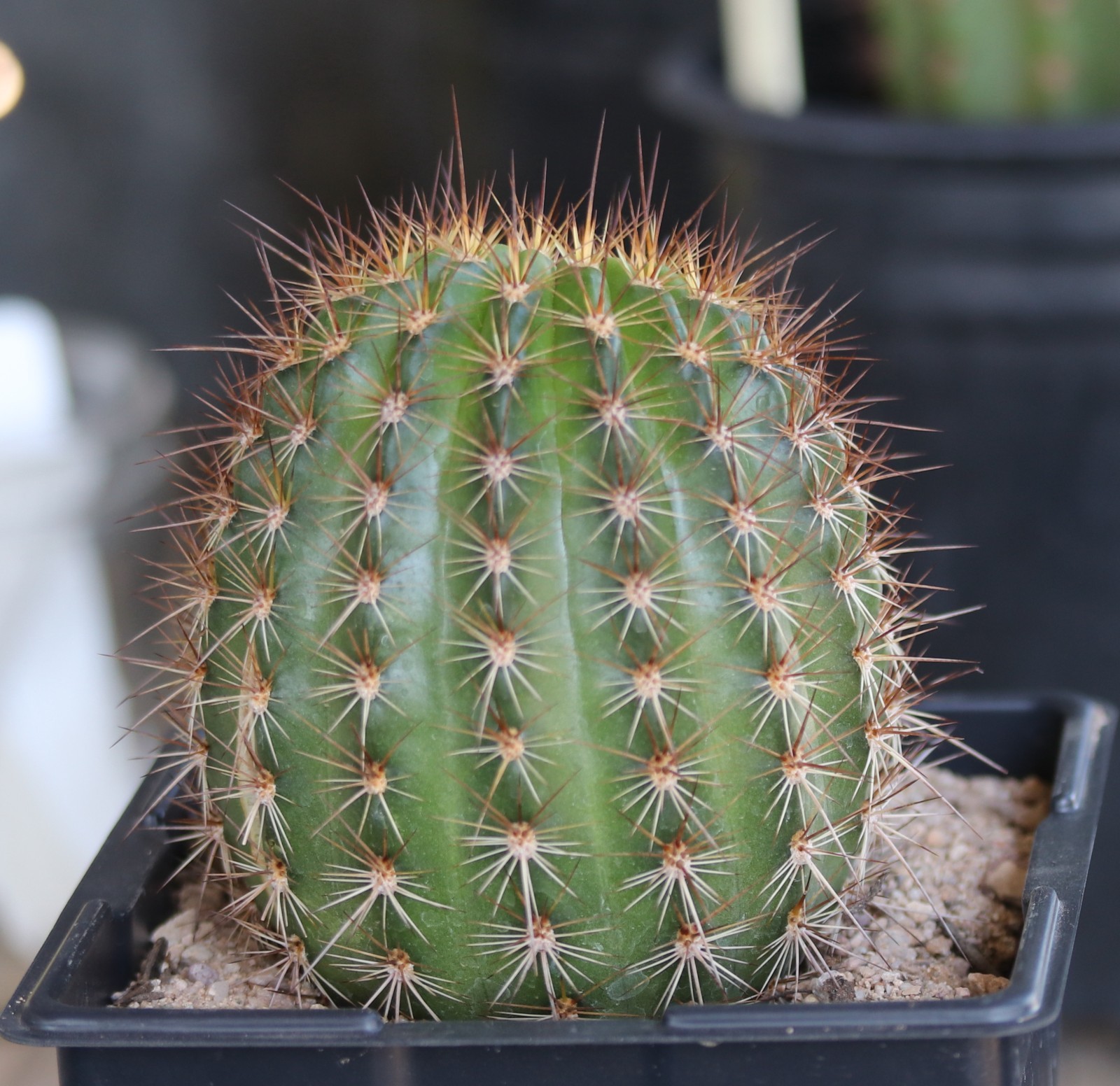 Tricho hybrid ‘Star Ruby’