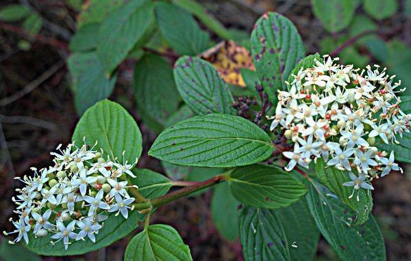 Cornus sericea ssp. sericea | Red Twig or Creek Dogwood | 5 Seeds