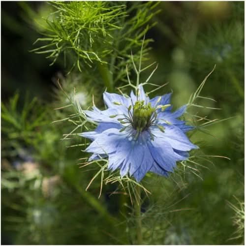Blue Love In A Mist Seeds For Planting (Nigella damascena)