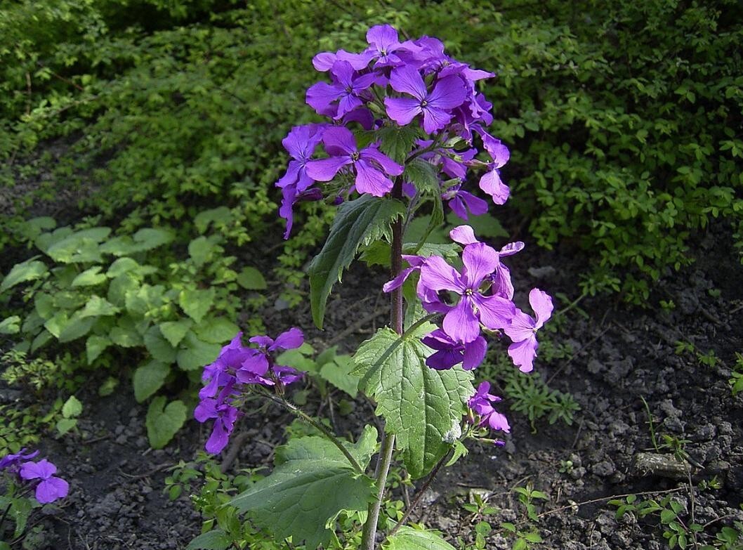 Lunaria Annua / Money Plant / Silver Dollar – Decorative Purple Flower 20 Seeds