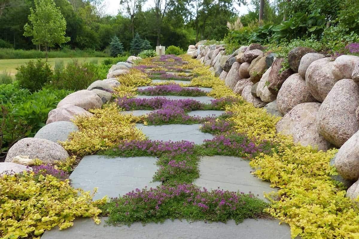 Low-Maintenance Creeping Thyme Seeds – 8000 Seeds for Colorful Ground Cover