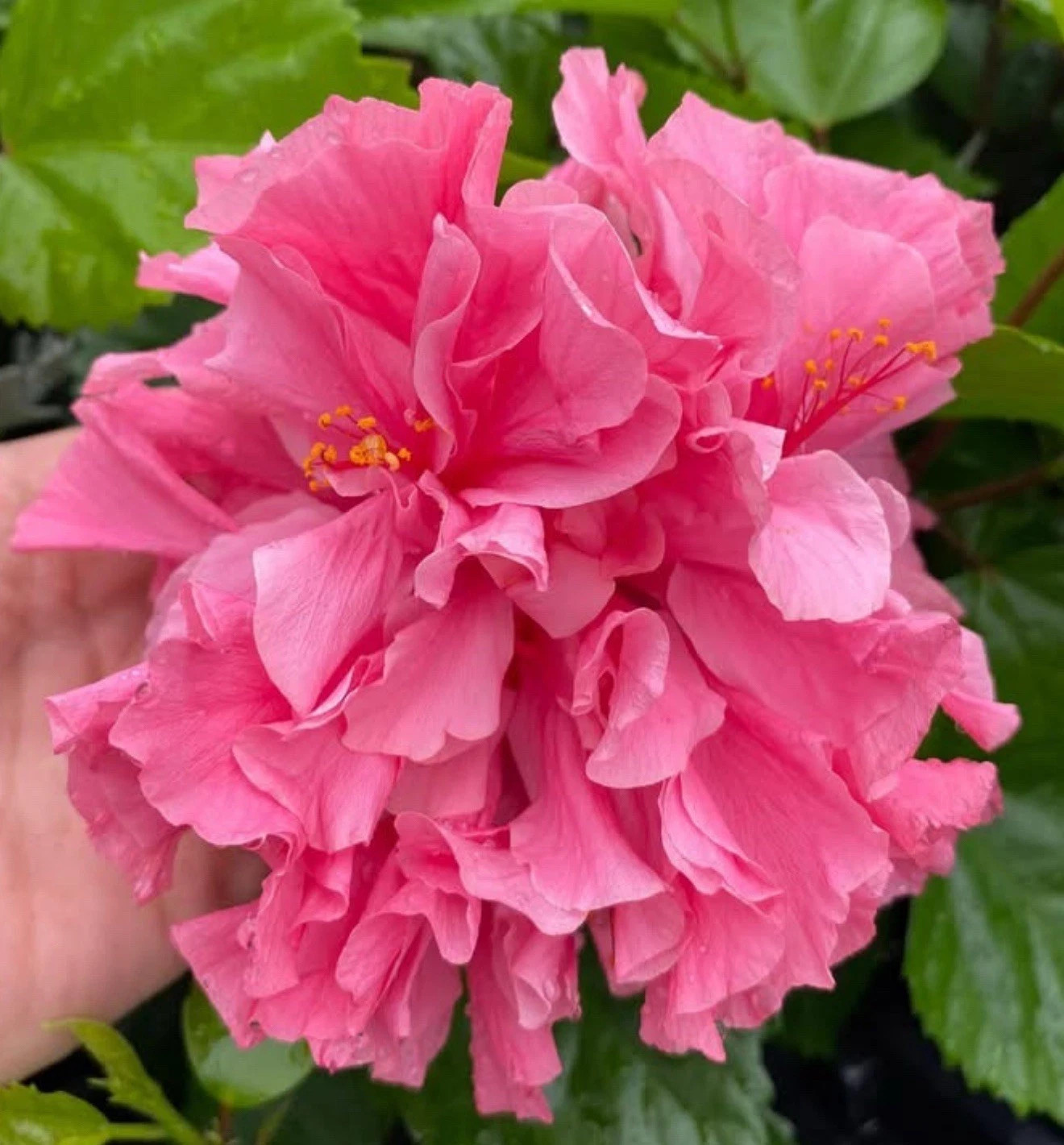 Kona Hibiscus-SMALL ROOTED STARTER Plant-Hibiscus Rosa-sinensis