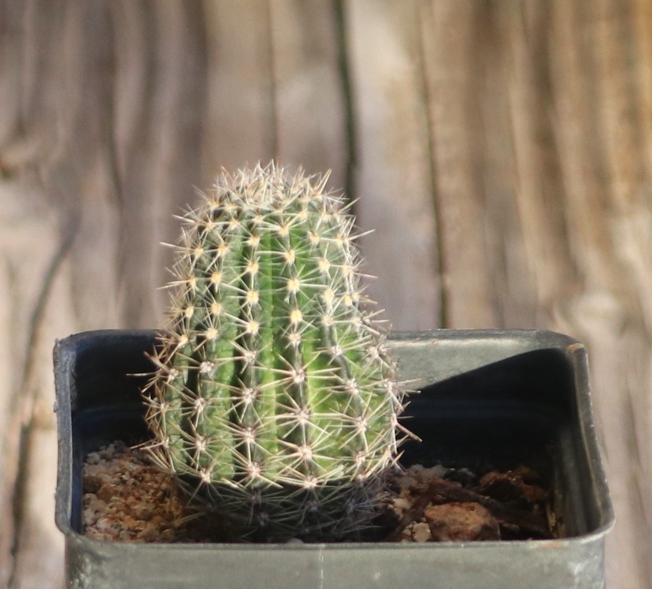 Echinopsis hybrid ‘Temptress’