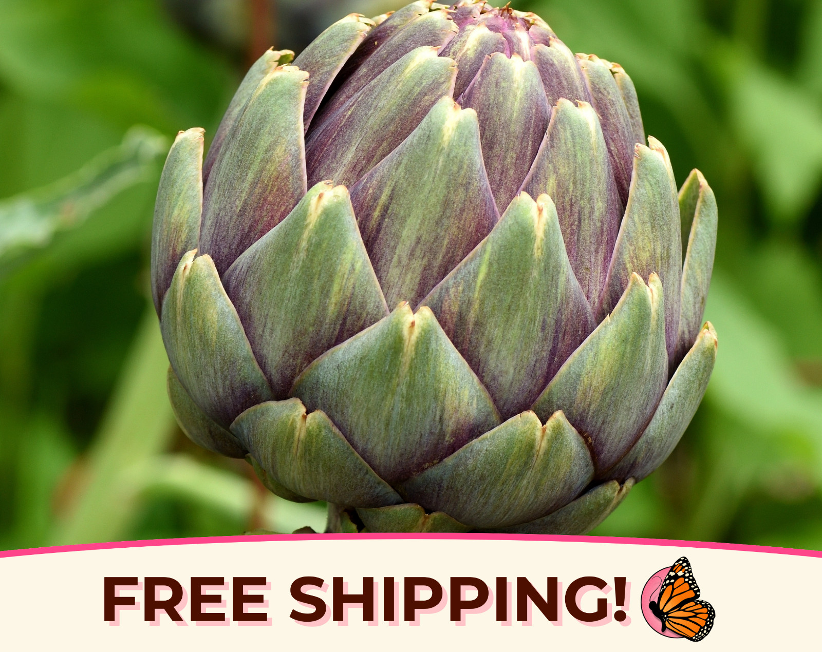 80+ Artichoke Seeds ‘Green Globe’ | Heirloom, Non-GMO, Vegetable Gardening, USA