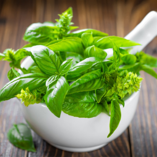 Italian Leaf Basil Seeds | Non-GMO | Heirloom | Fresh Garden Seeds