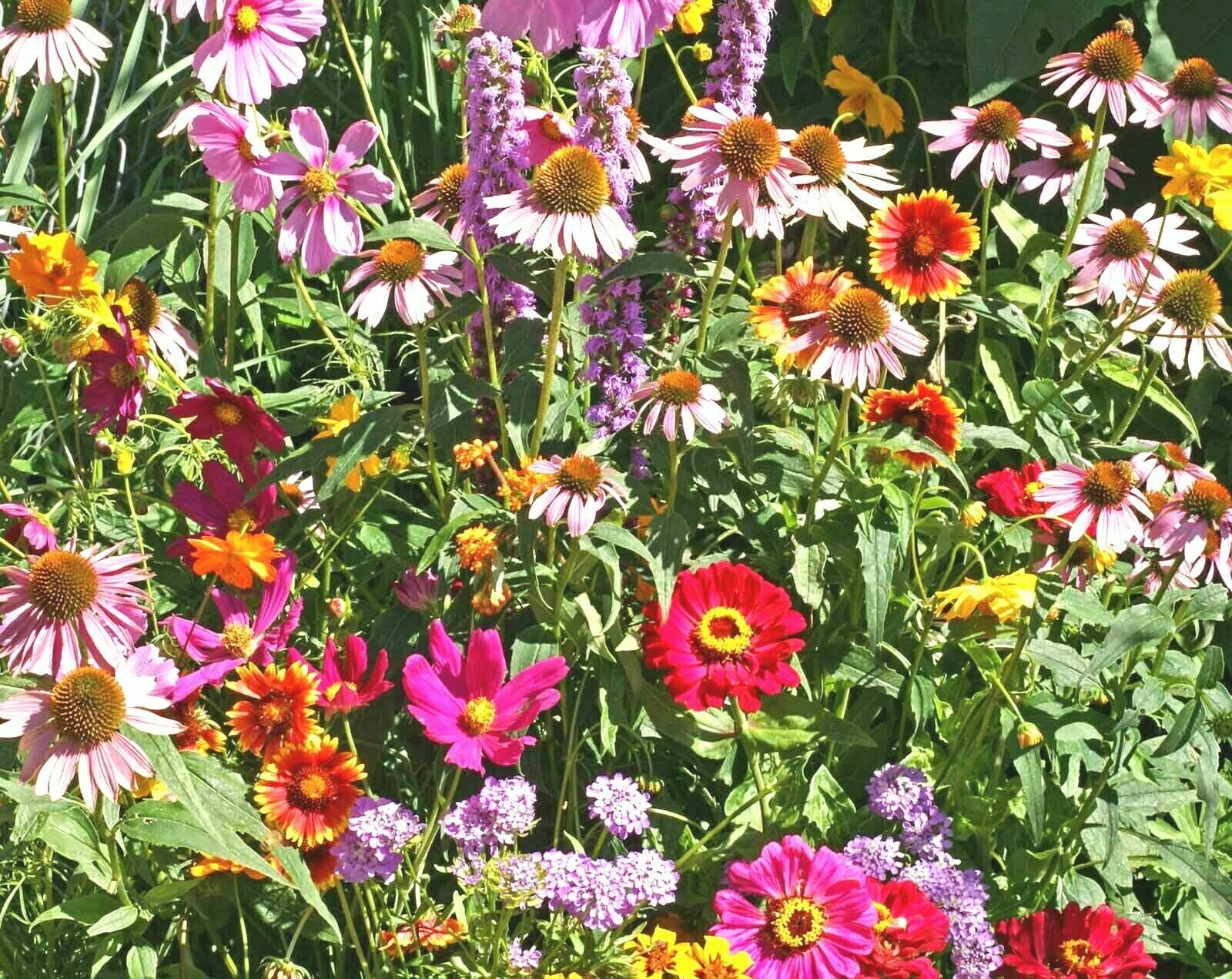2001+POLLINATOR MIX Seeds 17 Native Wildflowers Annual Perennial Garden Easy
