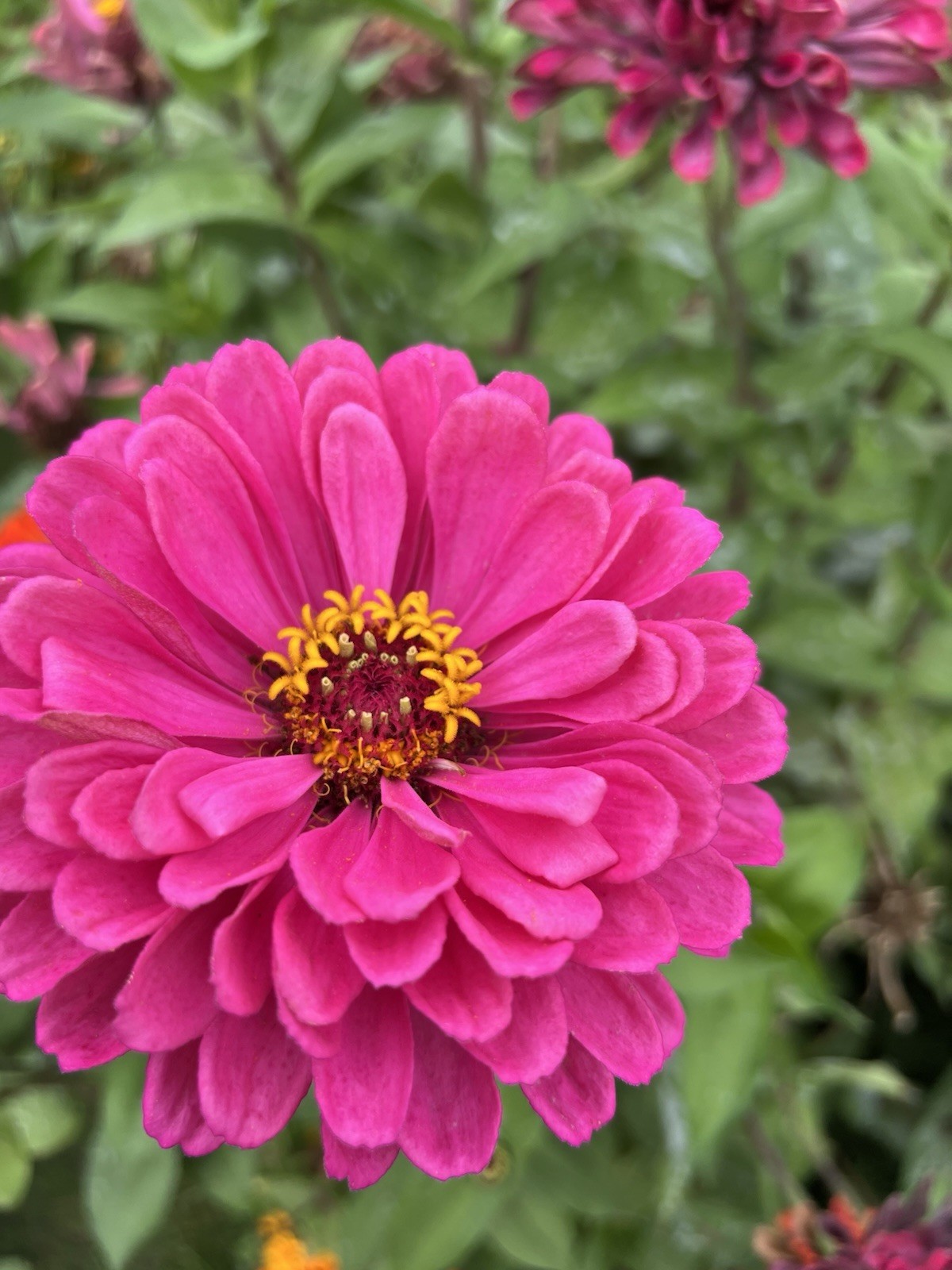Zinnia Flower Seeds Multiple Colors Sizes Variety Fushia Lime Green Pink White