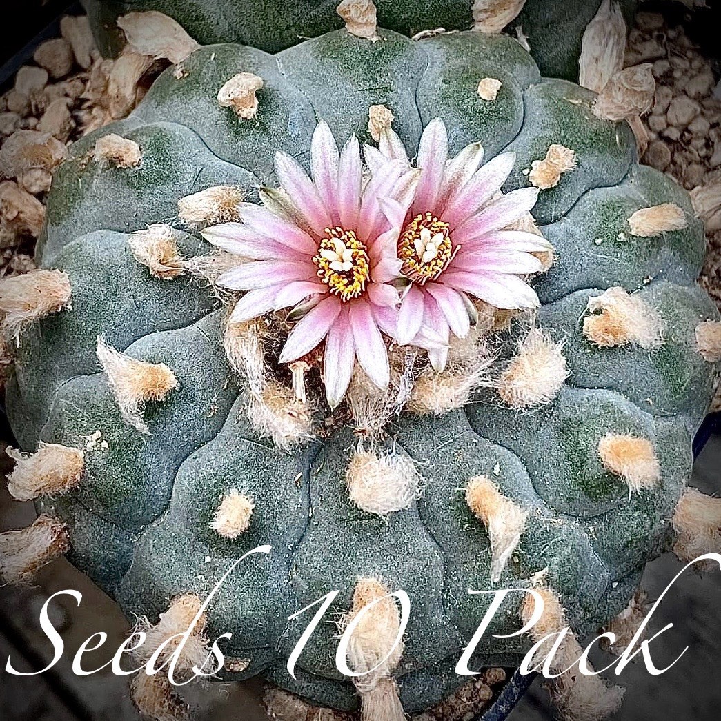 RARE SEEDS (10pk) w…v. Estancia Vanegas x10 (Ten) Cactus US SELLER
