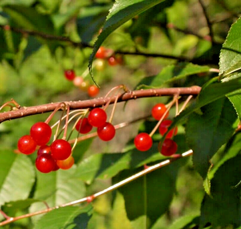 Pin Cherry Tree | Premium Seeds | Prunus pensylvanica ‘Spring’ | Plants’®