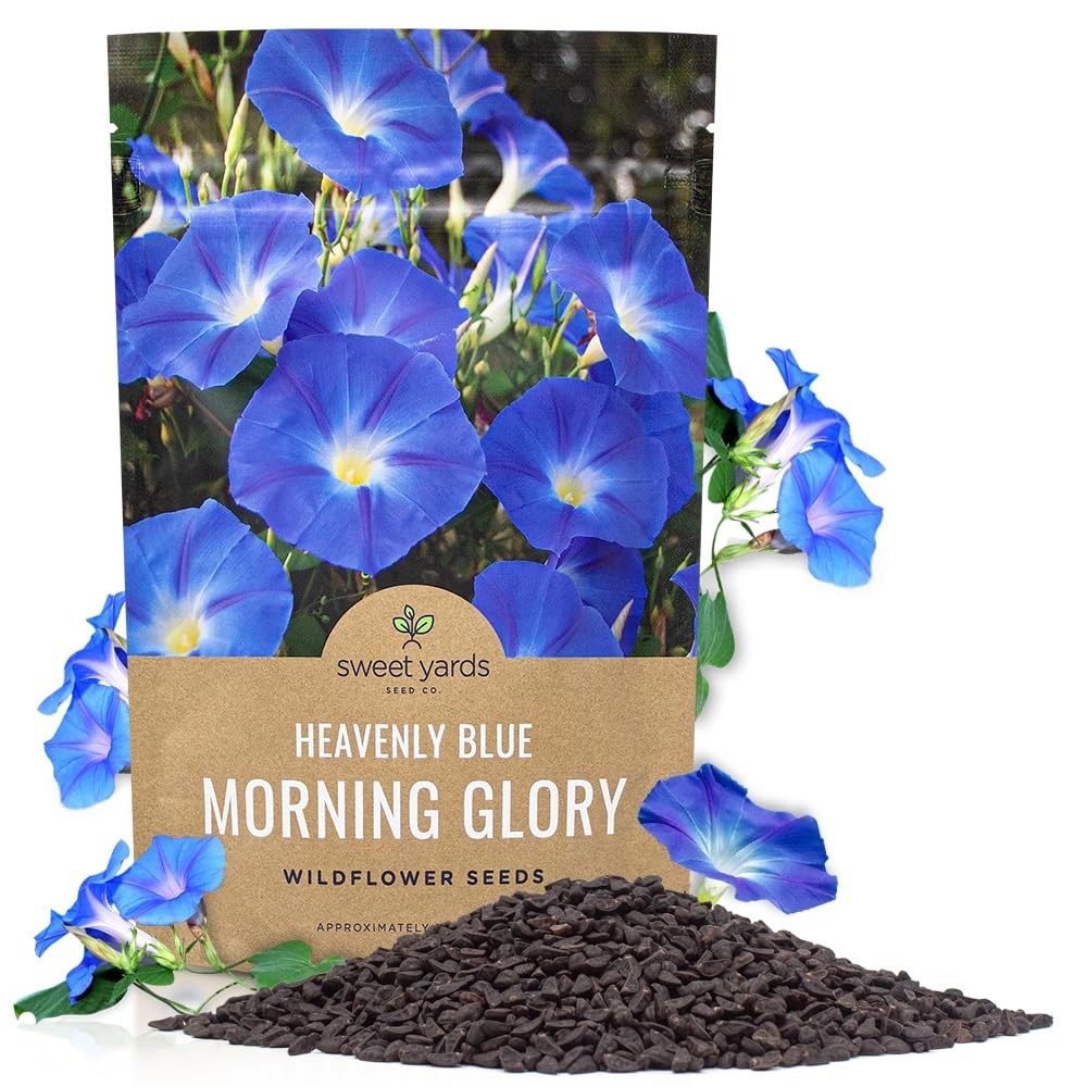 Morning Glory Seeds Heavenly Blue – Bulk 1/4 Pound Bag – Over 4,000 Fresh Flo…