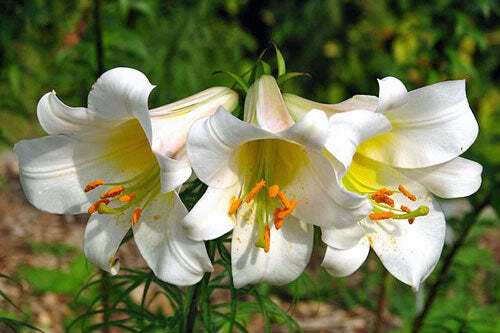 Lilium regale | Regal, Royal or King’s Lily | 10 Seeds
