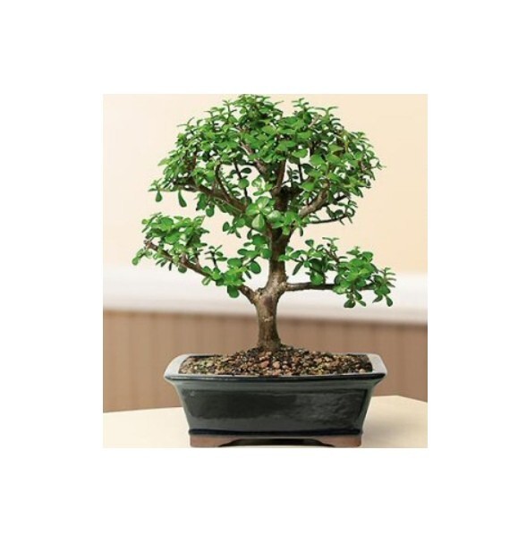 Baby Jade Bonsai Tree 12 yo. Indoor Portulacaria Afra/Elephant Bush. Great Gift