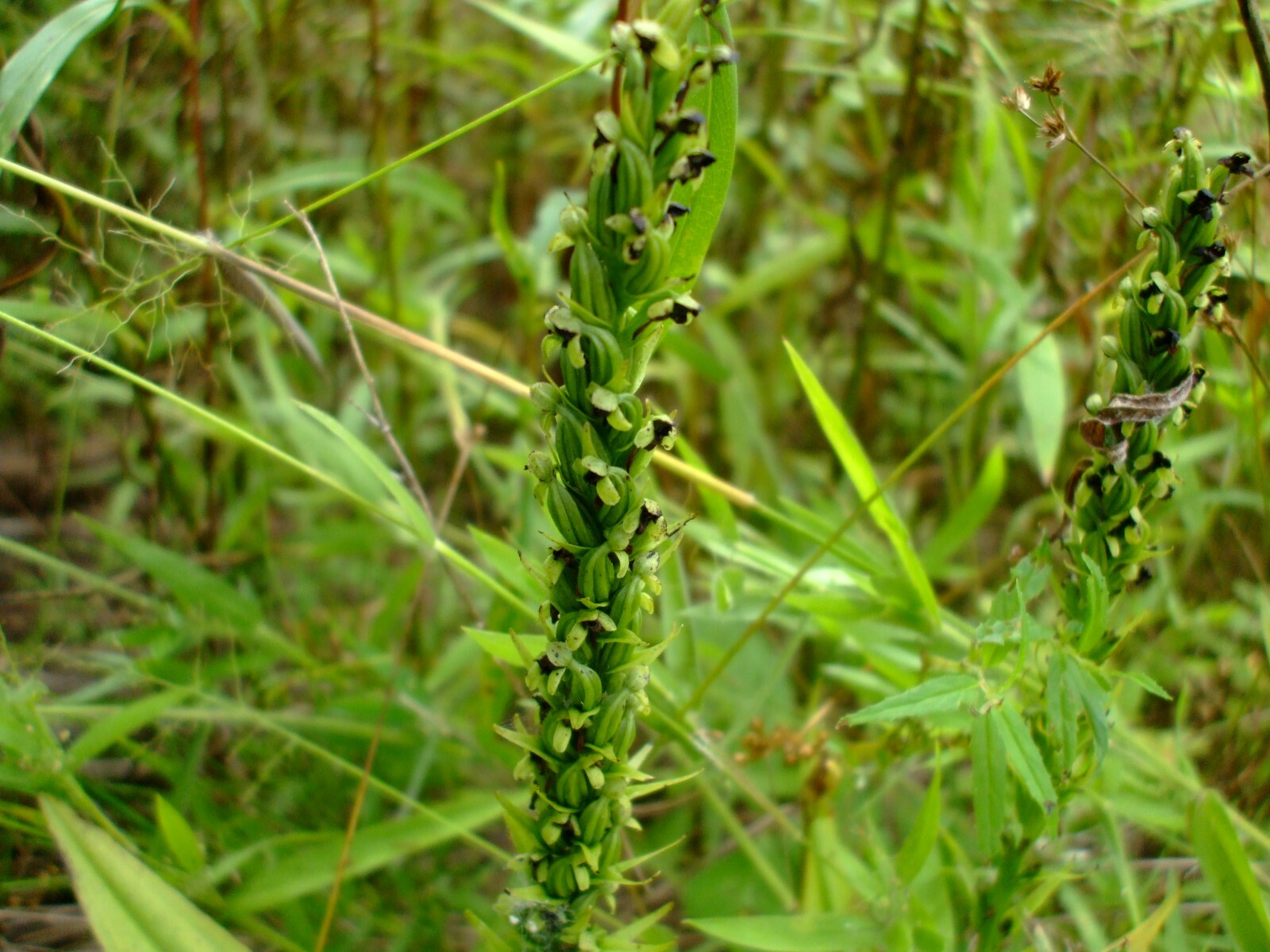Platanthera flava (Pale Green Orchid) perennial wildflower seed packet, Z 4 -9