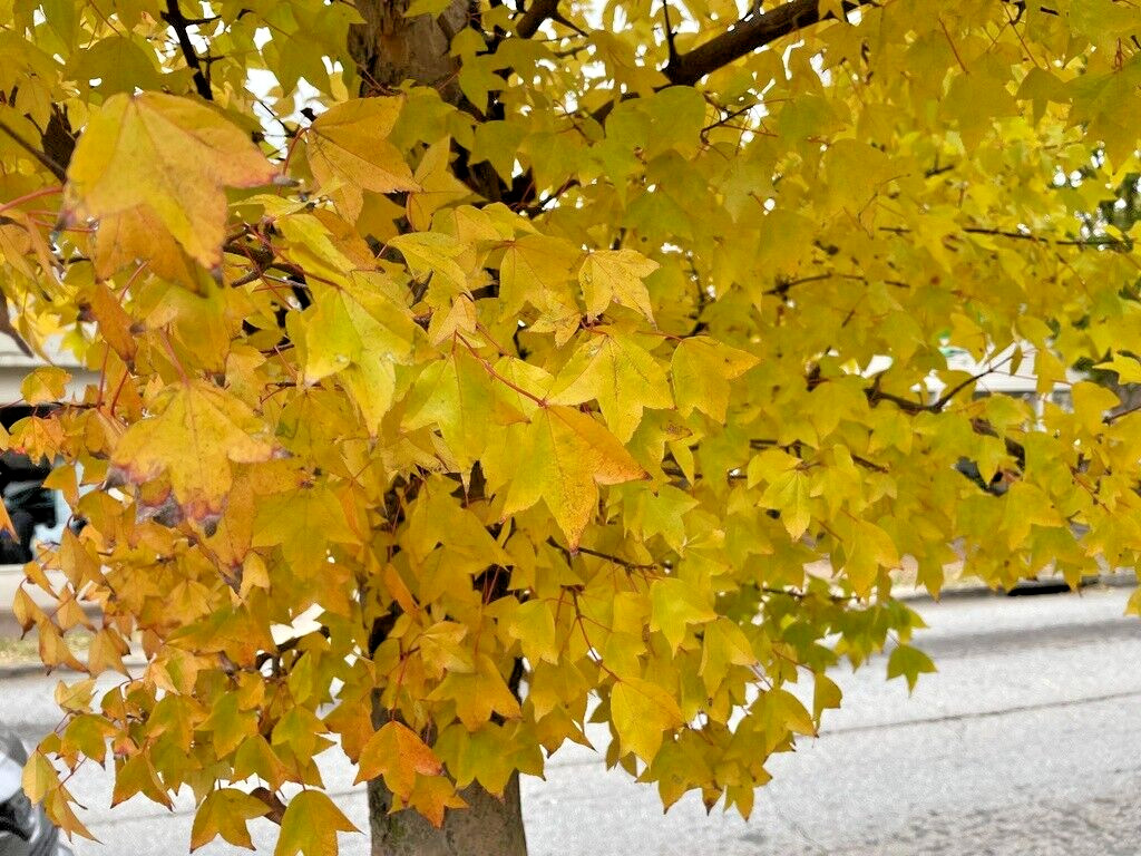 Trident Maple Tree | Premium Seeds | Acer buergerianum ‘Summer’ | Plants’®
