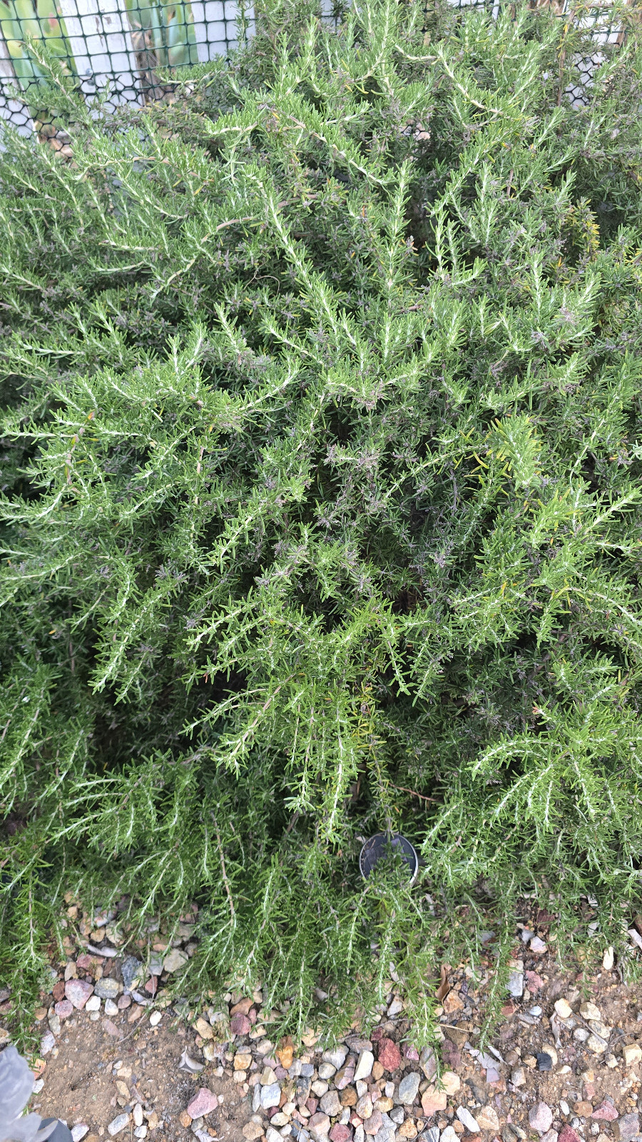 10 Stems Fresh Organic Rosemary, 10 Cuts Fresh To Order For $10.00