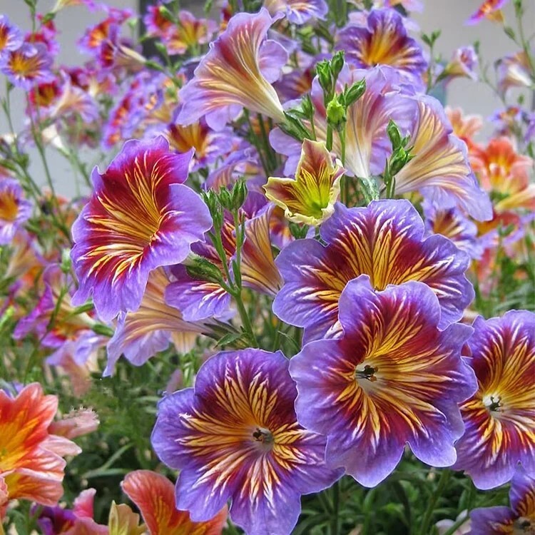 Chilean Morning Glory Seeds – 100pcs Mixed Color Blooms for Stunning Garden