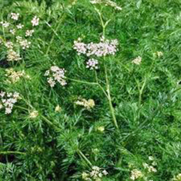 CUMIN, HEIRLOOM, 25+ SEEDS, DELICIOUS SEEDS, LEAVES GREAT FOR SALADS