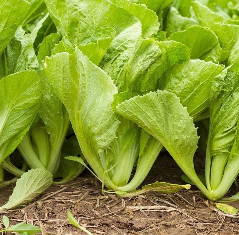 601+TENDERGREEN MUSTARD Seeds Organic Spring Fall Garden Container Greens Easy