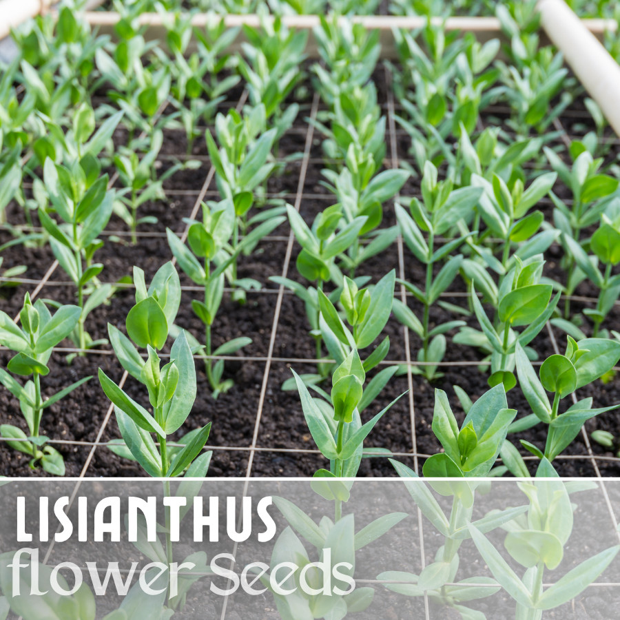 Ethos Blue Lisianthus Seeds – 125-5000 Seeds Flower Seed Non Gmo Heirloom