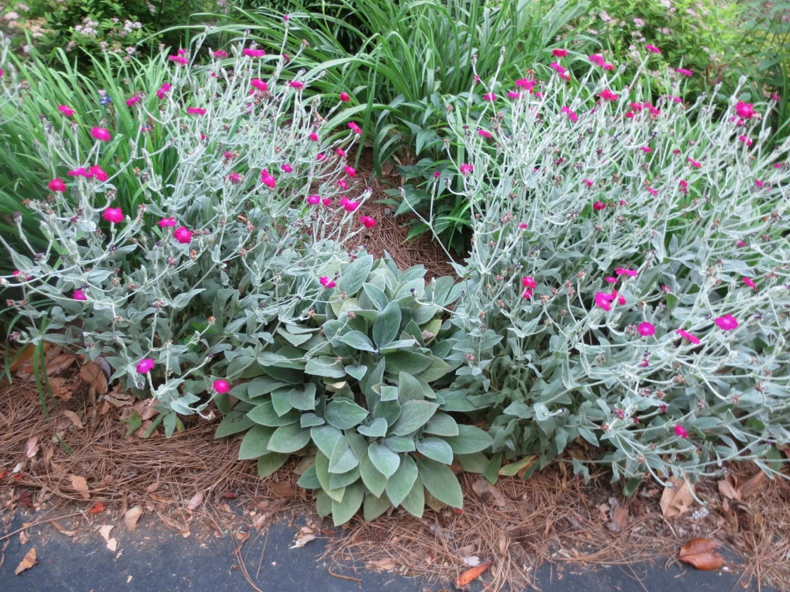 Rose Campion Seeds