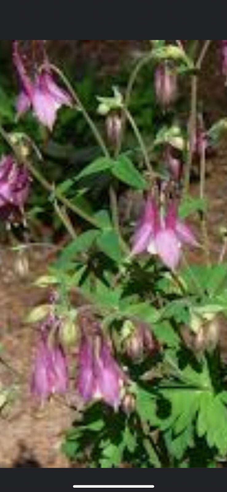 100+ Columbine Seeds 2024 Mixed Blue Purple Pink Flower Spring Perennial in USA