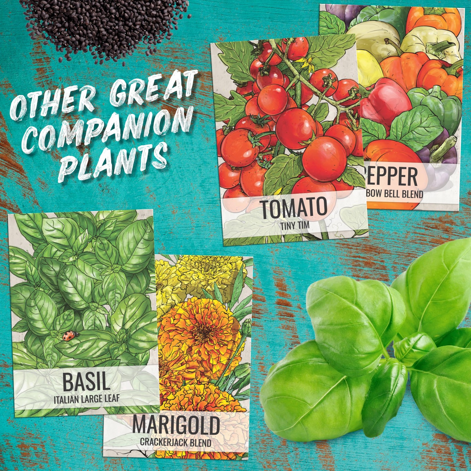 Culantro Seeds for Planting Mexican Coriander – Non-GMO Heirloom & Untreated …