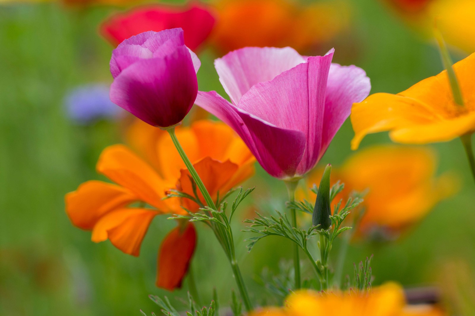 1000 MIXED Colors CALIFORNIA POPPY Eschscholzia Californica Flower Seeds