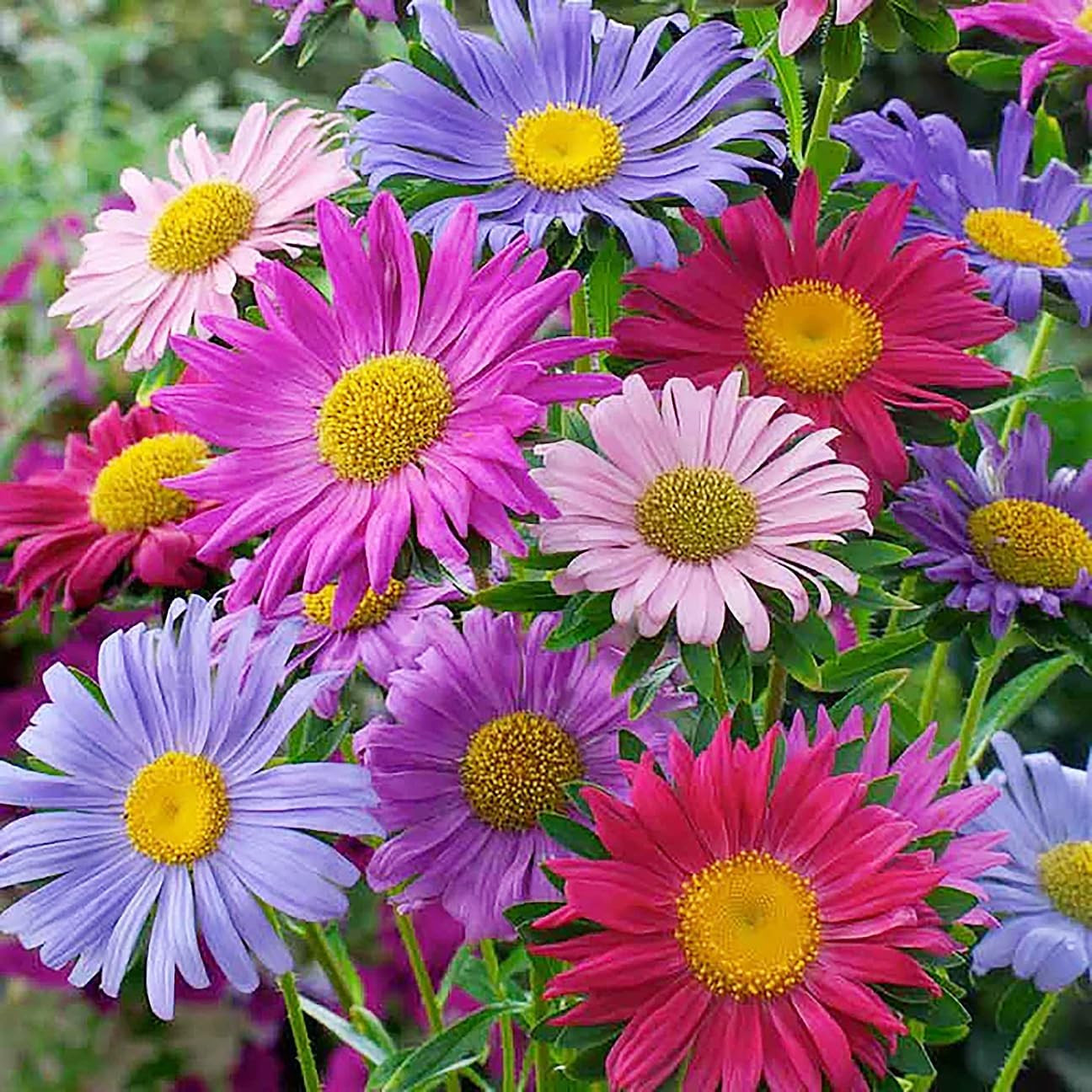 Powderpuff China Aster Mix Seeds – 1000 Seeds