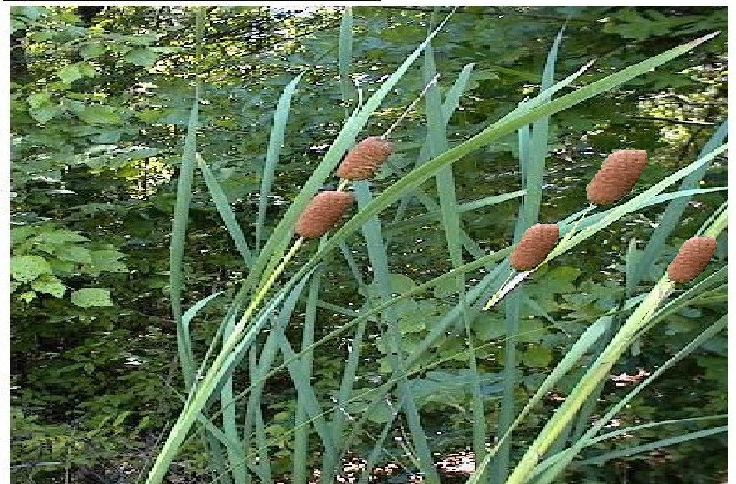 BROWN CATTAILS 500 + Seeds GREAT 4 WATER PONDS-CONTAINERS/ LAND USA Seller